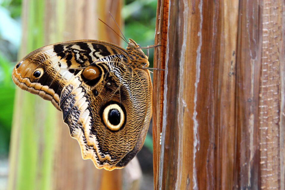 Butterfly insect nature