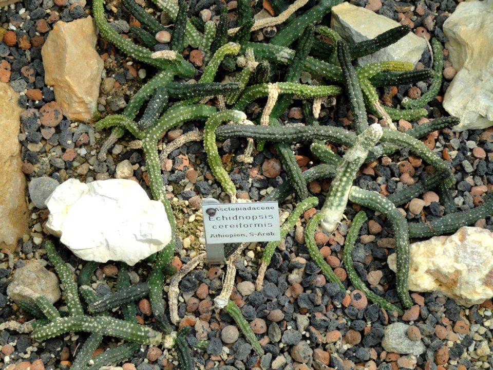Echidnopsis cereiformis - Botanischer Garten Freiburg - DSC06330