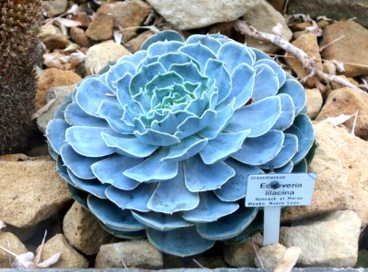 Echeveria lilacina - Botanischer Garten, Dresden, Germany - DSC08865