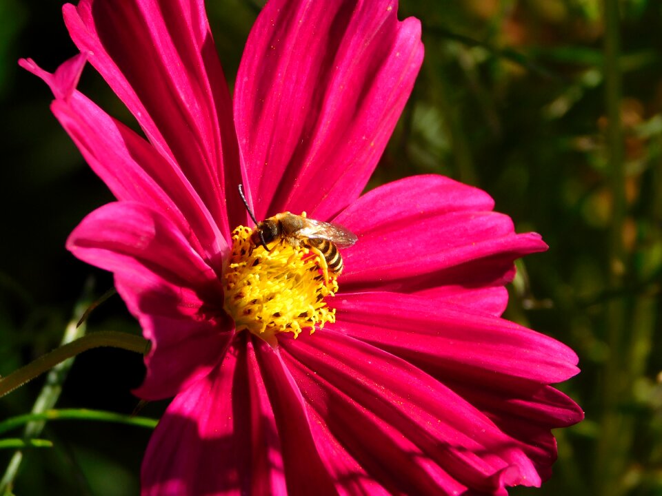 Sprinkle pollination collect pollen