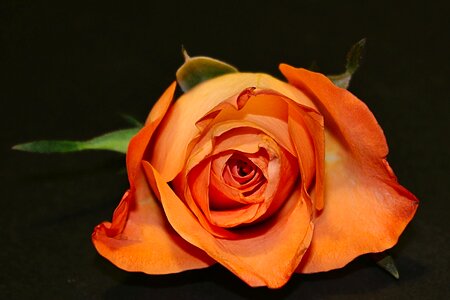 Bloom orange rose blooms