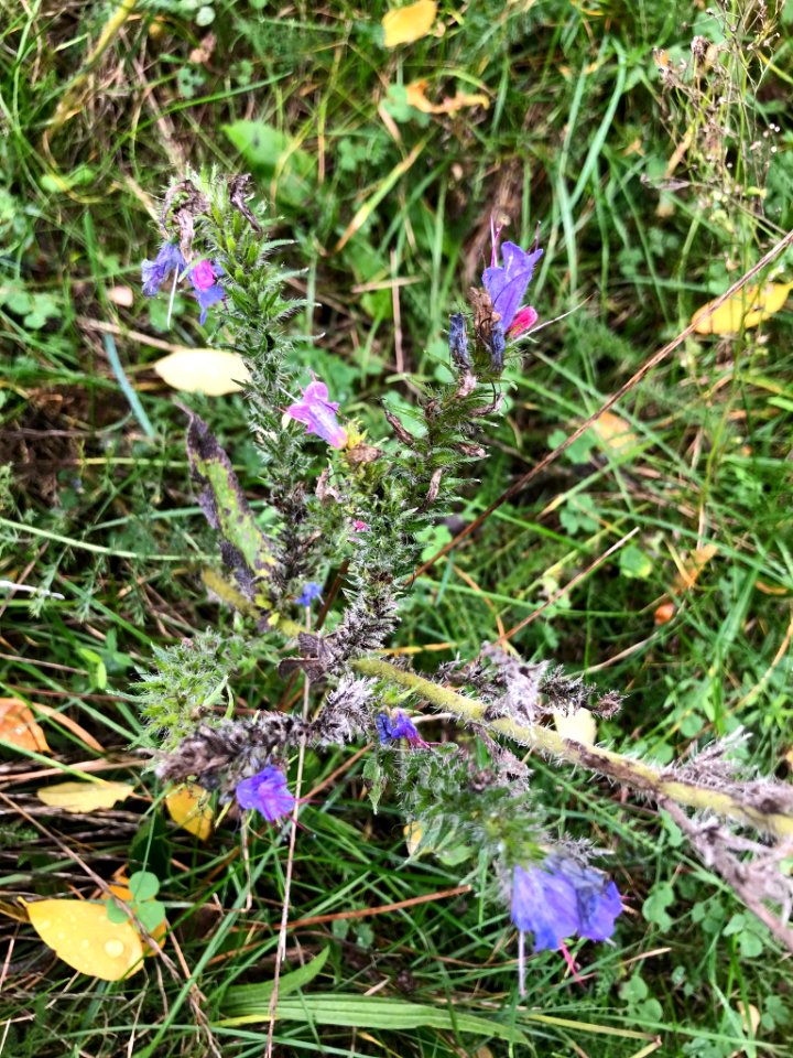 Echium vulgare 55075567