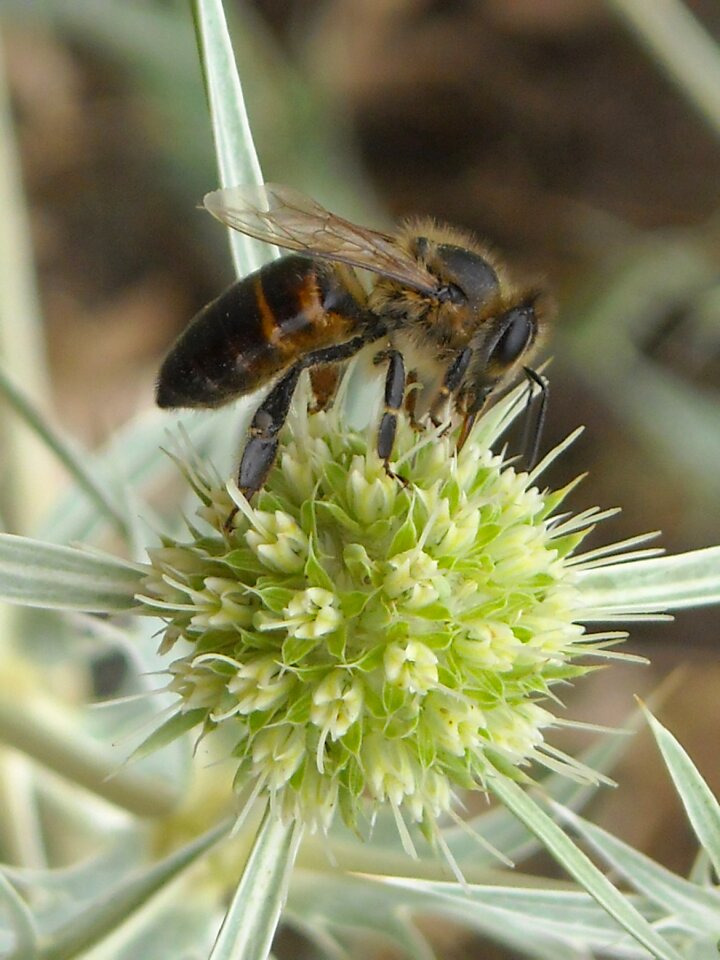 Flying insect summer flower