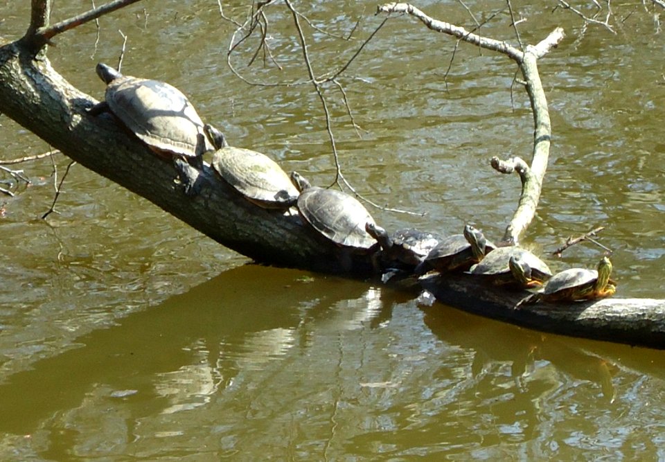 Echo Lake Park turtles lined up on tree