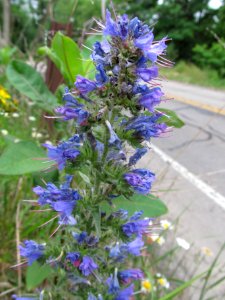 Echium vulgare, 2021-05-19, Castle Shannon, 01