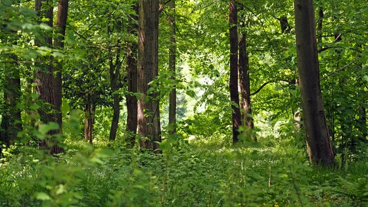 Nature plant background photo