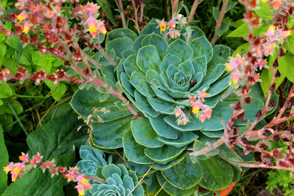 Echeveria Pumila (Stamm)
