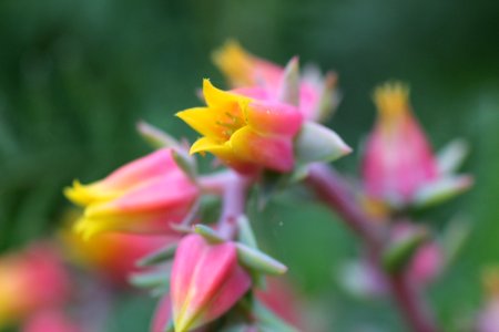 Echeveria Pumila (Blüte)