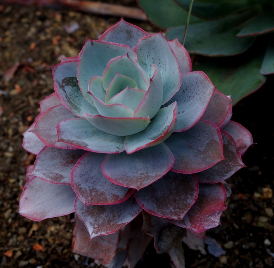 Echeveria cante - Kew Gardens