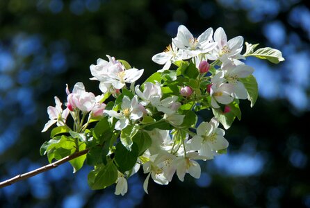 Spring white flower branch photo