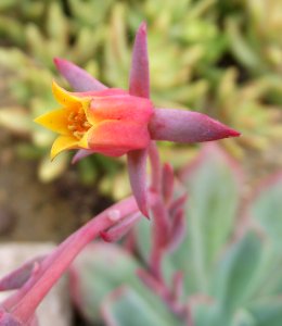 Echeveria blue bells