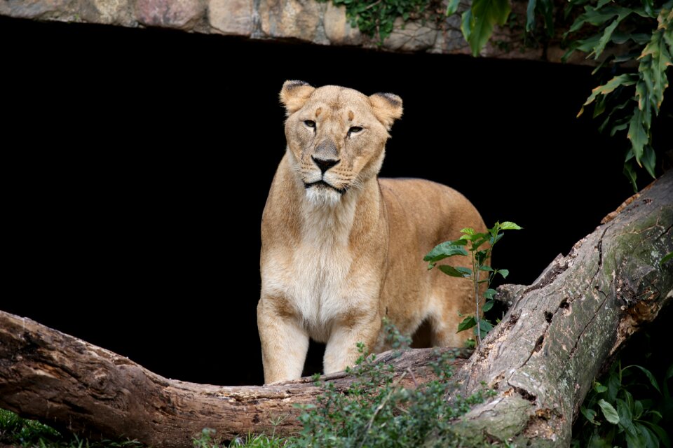 Carnivore brave wild