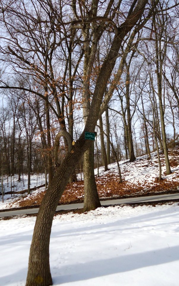 Echo Lake Park NJ Sourwood tree in winter