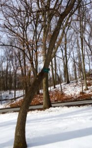 Echo Lake Park NJ Sourwood tree in winter photo