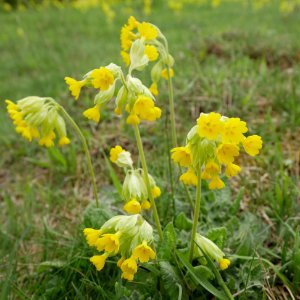 Echte.Schluesselblume.Hainich