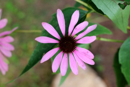 Echinacea photo