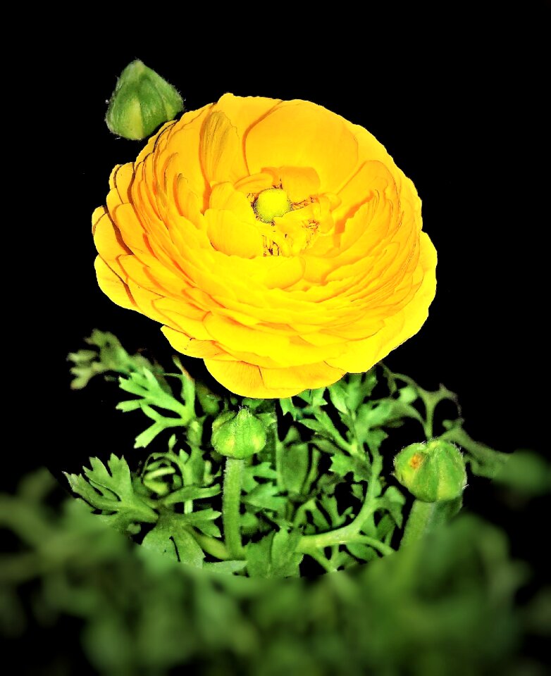Hahnenfußgewächs bright yellow round flower basket