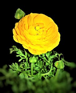 Hahnenfußgewächs bright yellow round flower basket photo