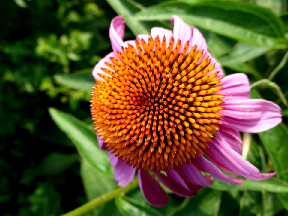 Echinacea-purpurea-macro