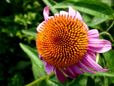 Echinacea-purpurea-macro