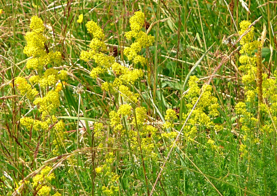 Echtes Labkraut Kohlbruck