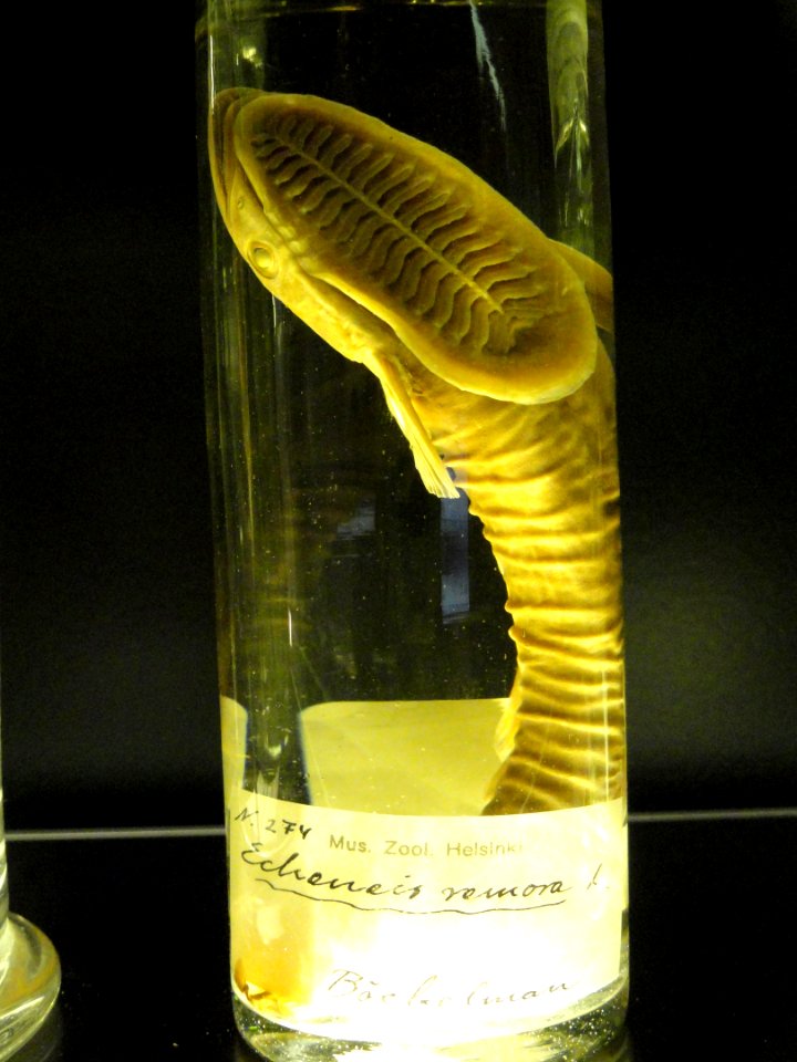Echeneis - Finnish Museum of Natural History - DSC04673