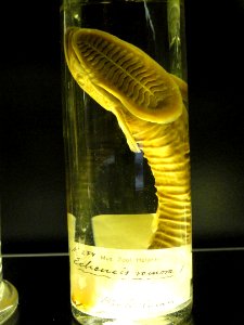 Echeneis - Finnish Museum of Natural History - DSC04673