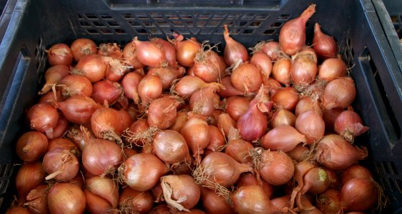 Echalottes au marché