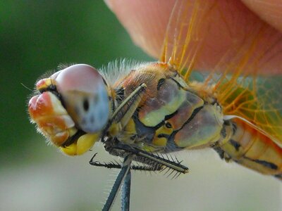 Hunting closeup macro