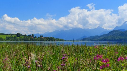 Balsam reed sky photo