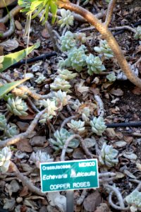 Echeveria multicaulis - San Luis Obispo Botanical Garden - DSC05982
