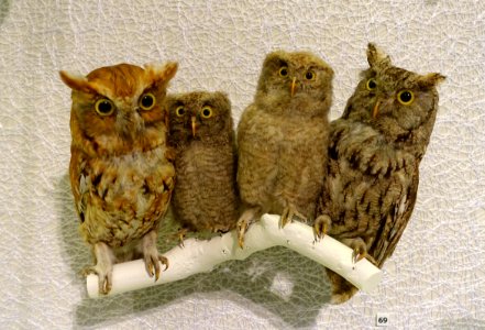Eastern screech-owls (Megascops asio) - Peabody Essex Museum - Salem, MA - DSC05090