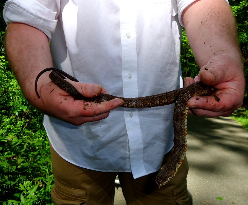 Eastern watersnake in hands after being in stream