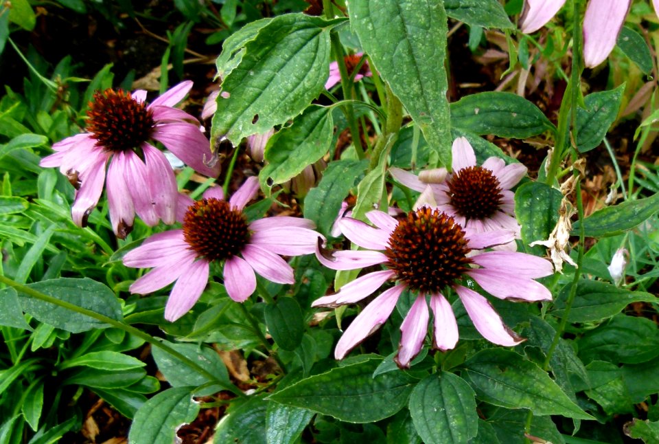 Echinacea purperea