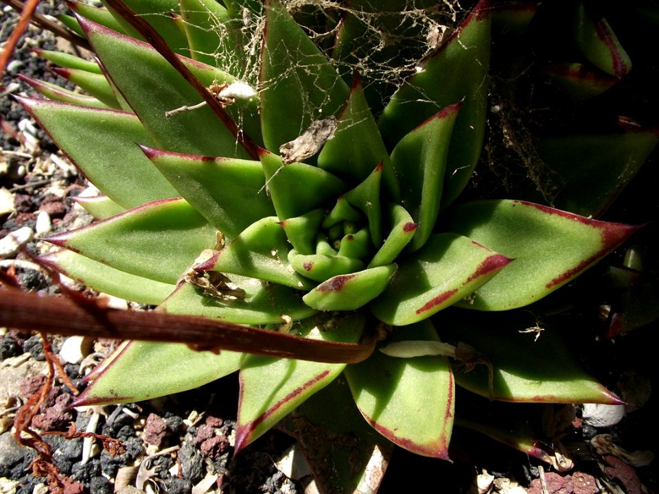 Echeveria agavoides 1