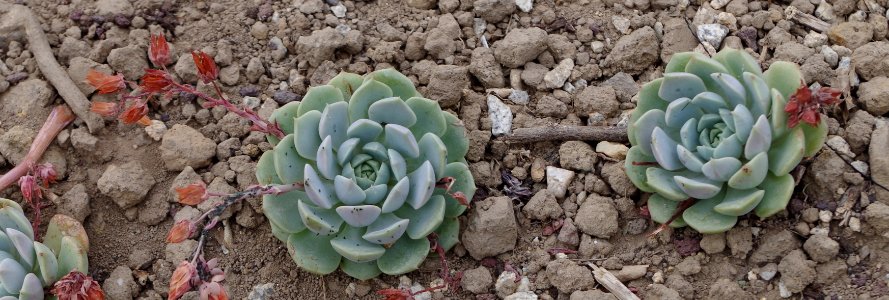 Echeveria lilacina