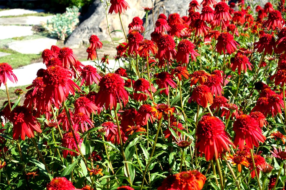 Echinacea 'Hot Papaya' - Coastal Maine Botanical Gardens - DSC03323