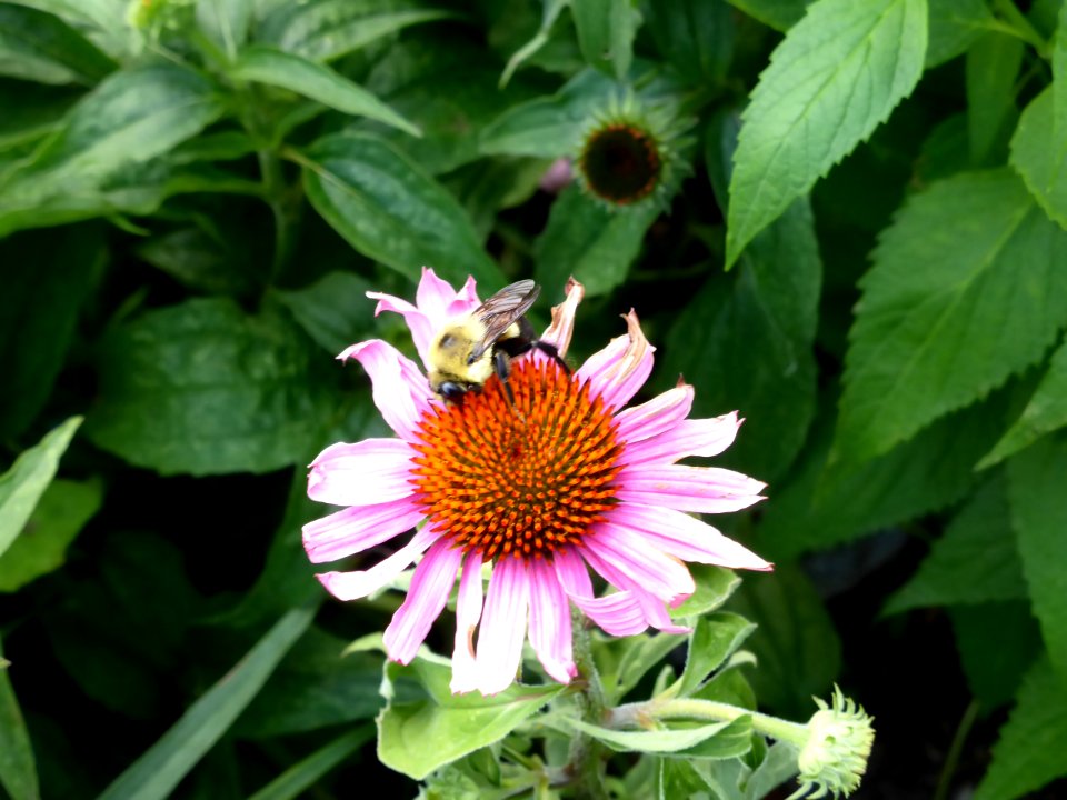 Echinacea-purpurea-with-bumblebee-1