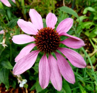 Echinacea purperea 2 photo