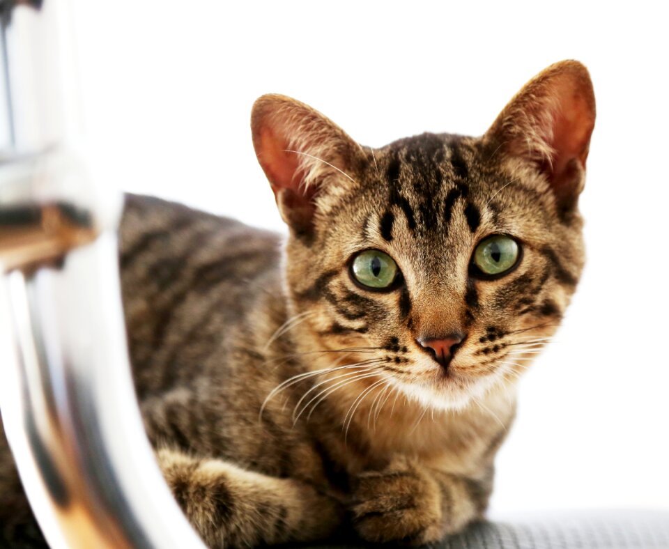 Kitten pet feline stopped