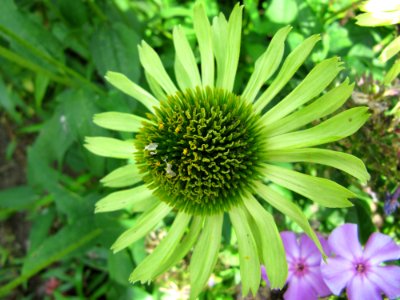 Echinacea-flower-jardin des iris in Jardin des Plantes Paris 6