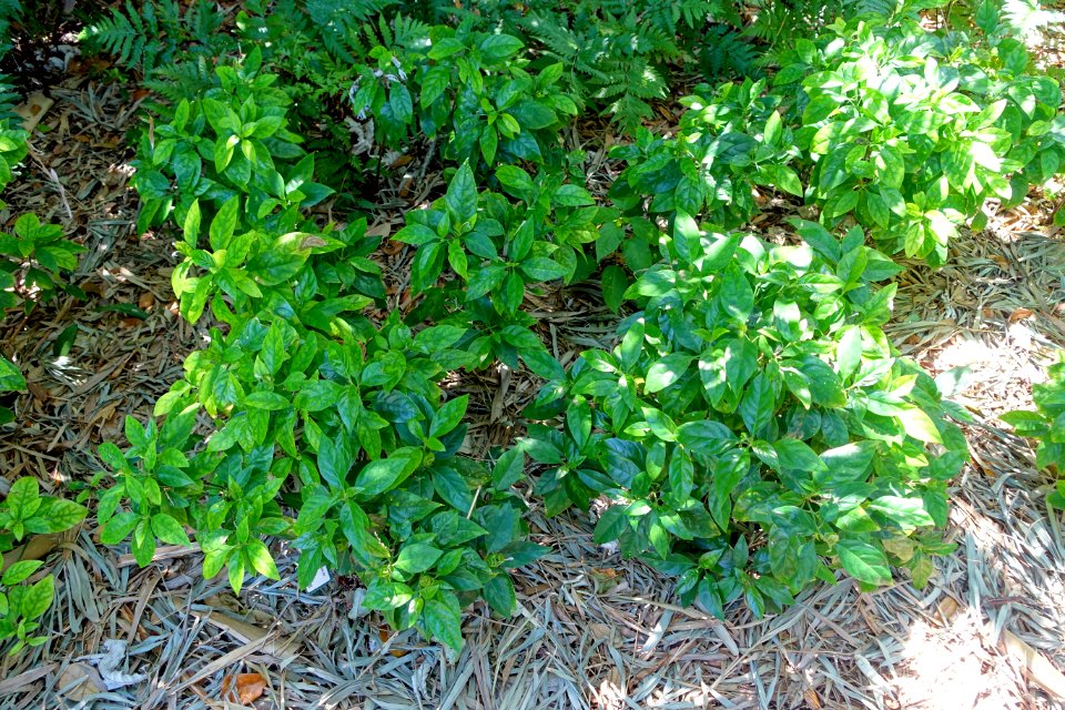 Ecbolium viride - Marie Selby Botanical Gardens - Sarasota, Florida - DSC01764
