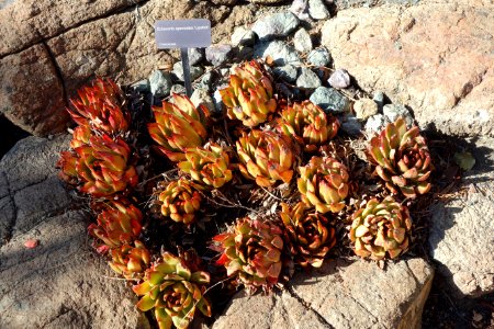 Echeveria agavoides 'Lipstick' - Leaning Pine Arboretum - DSC05749