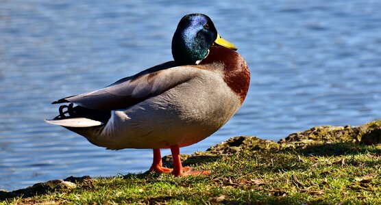 Water bird nature mallard