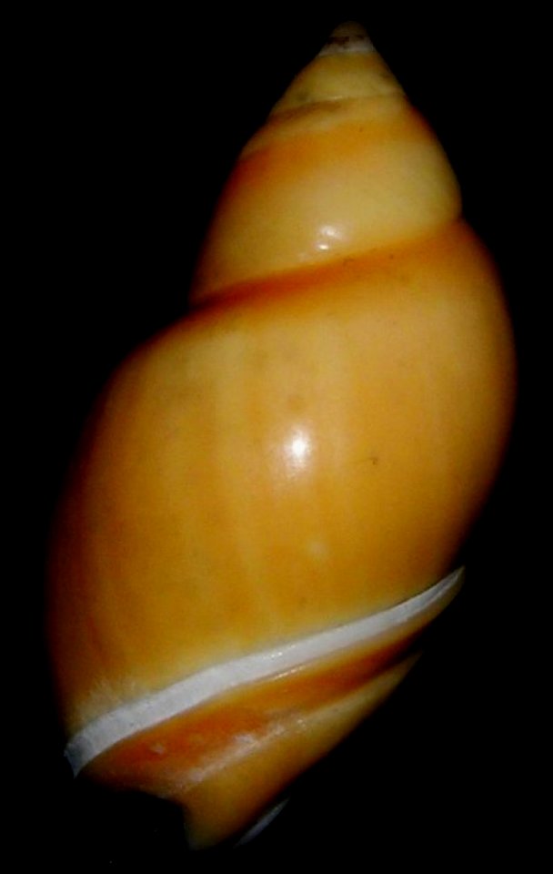 Eburna lienardii (Bernardi, 1859) - BioLib(1)