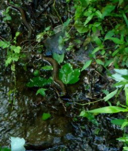 Eastern watersnake in stream in Loantaka Way
