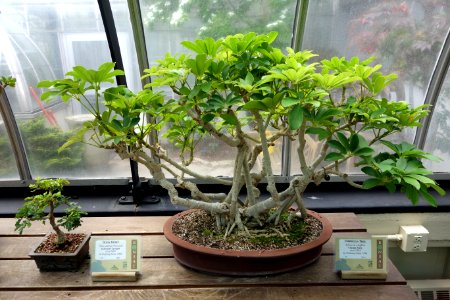 Ebenopsis ebano (Pithecolobium flexicaule) + Schefflera arboricola bonsai - Krohn Conservatory - DSC03591