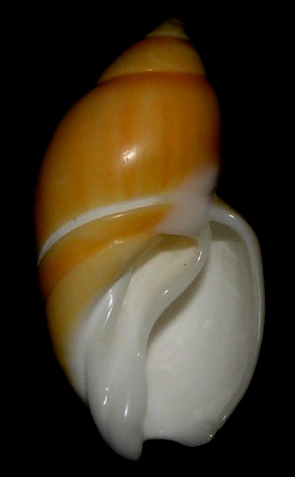 Eburna lienardii (Bernardi, 1859) - BioLib(2)