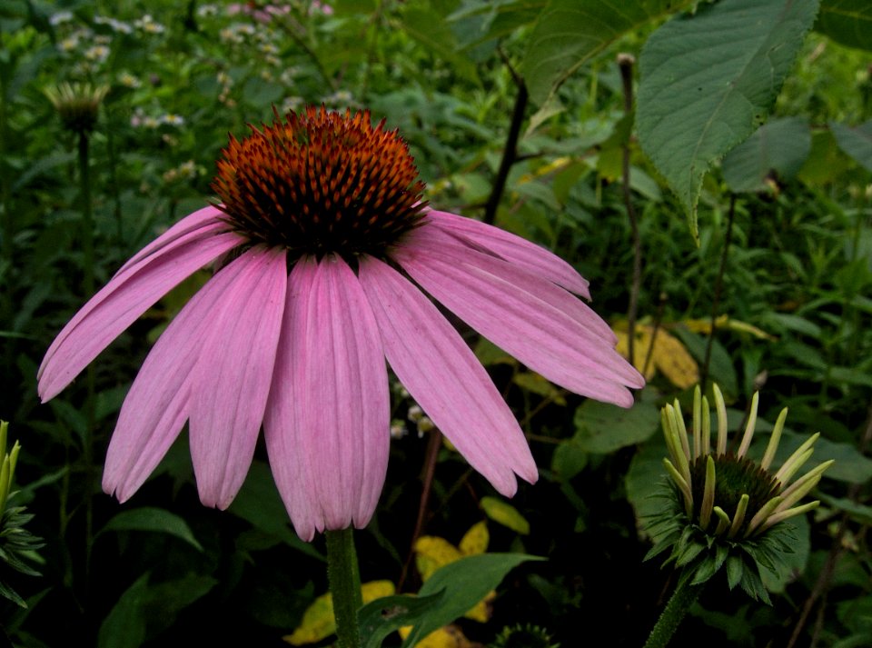 Echinacea purpurea, 2015-07-07, Kane Woods, 01