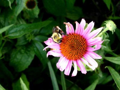 Echinacea-purpurea-with-bumblebee-2